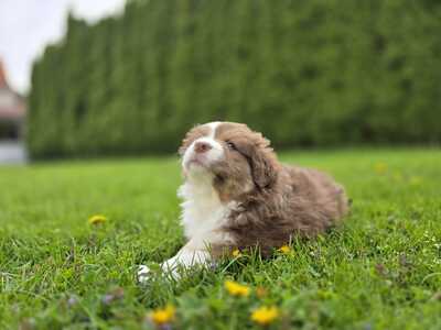 Australian Shepherd Welpen - Hündin