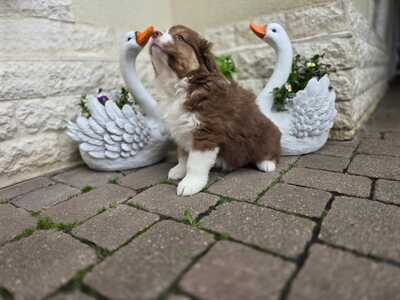 Australian Shepherd Welpen - Hündin