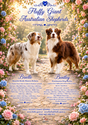 Australian Shepherd Welpen - Rüde