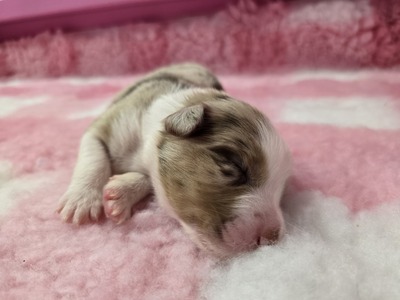 Australian Shepherd Welpen - Rüde
