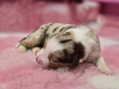 Australian Shepherd Welpen - Rüde