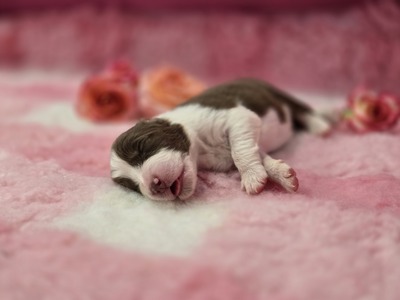 Australian Shepherd Welpen - Rüde