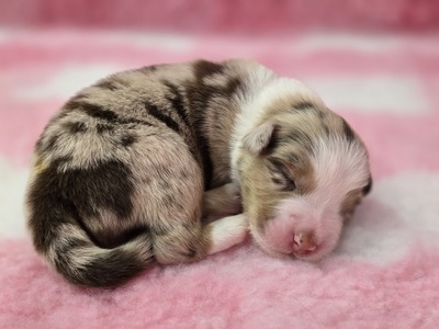 Australian Shepherd Welpen - Rüde