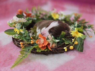 Australian Shepherd Welpen - Rüde
