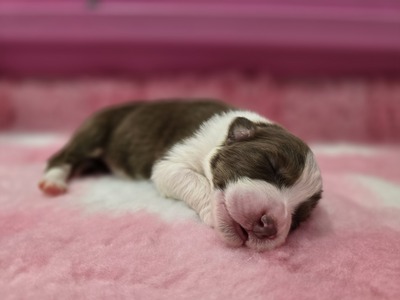 Australian Shepherd Welpen - Rüde