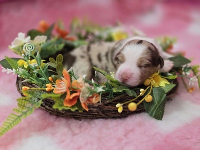 Australian Shepherd Welpen - Rüde