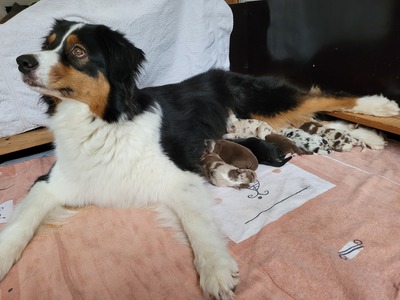 Australian Shepherd Welpen Welpen - Hündin 1