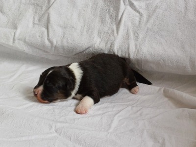 Australian Shepherd Welpen Welpen - Hündin