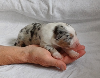 Australian Shepherd Welpen Welpen - Hündin