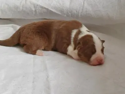 Australian Shepherd Welpen Welpen - Hündin