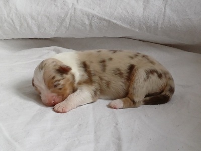 Australian Shepherd Welpen Welpen - Hündin