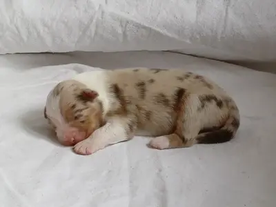 Australian Shepherd Welpen Welpen - Hündin
