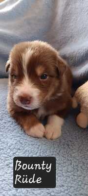 Australian Shepherd Welpen mit ASCA -Papieren