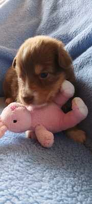 Australian Shepherd Welpen mit ASCA -Papieren, Austalian Shepard Welpen - Rüde