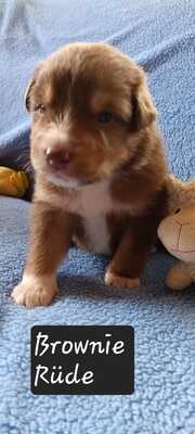 Australian Shepherd Welpen mit ASCA -Papieren, Austalian Shepard Welpen - Rüde