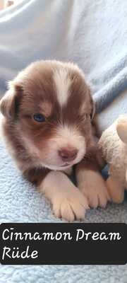 Australian Shepherd Welpen mit ASCA -Papieren, Austalian Shepard Welpen - Rüde