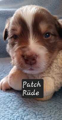 Australian Shepherd Welpen mit ASCA -Papieren, Austalian Shepard Welpen - Rüde