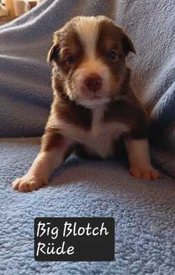 Australian Shepherd Welpen mit ASCA -Papieren, Austalian Shepard Welpen - Rüde