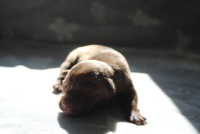 Australischer kelpie welpen