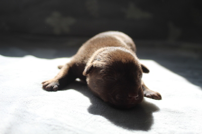 Australischer kelpie welpen, Austalien Kelpie - Schäferhund Welpen - Rüde