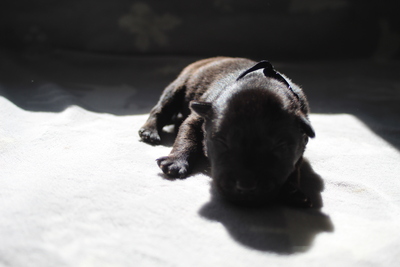 Australischer kelpie welpen, Austalien Kelpie - Schäferhund Welpen - Rüde