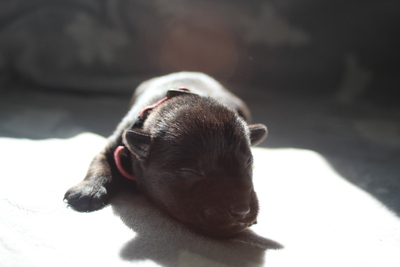 Australischer kelpie welpen, Austalien Kelpie - Schäferhund Welpen - Rüde