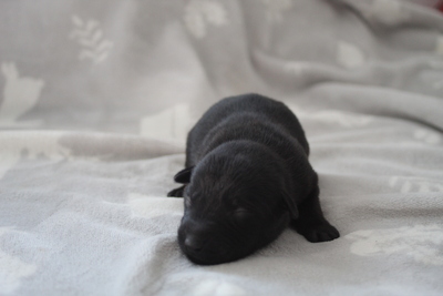 Australischer kelpie welpen, Austalien Kelpie - Schäferhund Welpen - Rüde