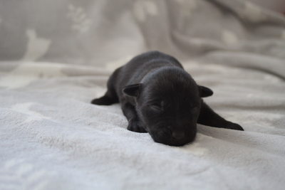 Australischer kelpie welpen, Austalien Kelpie - Schäferhund Welpen - Rüde