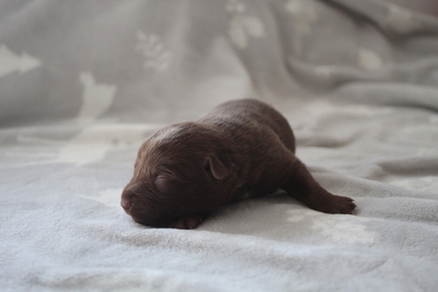 Australischer kelpie welpen, Austalien Kelpie - Schäferhund Welpen - Rüde