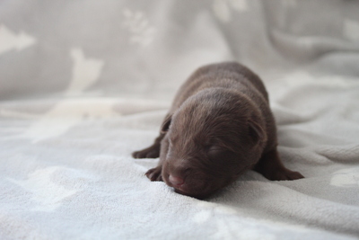 Australischer kelpie welpen, Austalien Kelpie - Schäferhund Welpen - Rüde