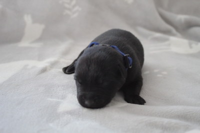 Australischer kelpie welpen, Austalien Kelpie - Schäferhund Welpen - Rüde