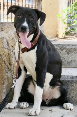 Ava, Bulldoggen Mix - Hündin