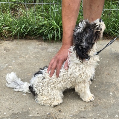 Ava, Mix - Hündin