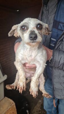 Ava – eine liebevolle Mama, die endlich selbst ankommen darf 🤍🐾