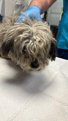 Ava – eine liebevolle Mama, die endlich selbst ankommen darf 🤍🐾, Bichon - Mischling - Hündin