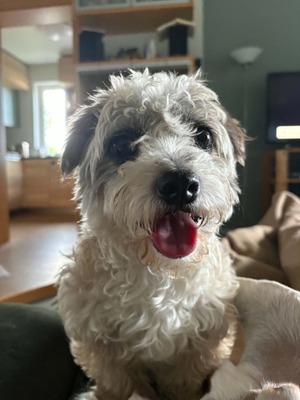 Ava ist unsere kleine Zaubermaus, Bichon - Mischling - Hündin