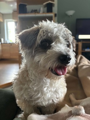 Ava ist unsere kleine Zaubermaus, Bichon - Mischling - Hündin