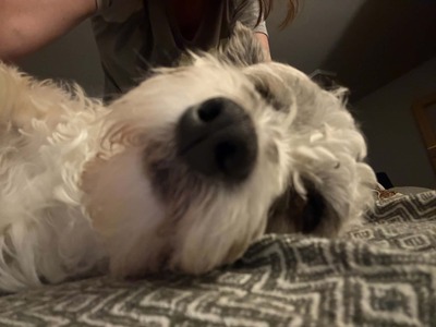 Ava ist unsere kleine Zaubermaus, Bichon - Mischling - Hündin