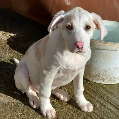 Avra - fröhlich & neugierig 🤩, Mischling Welpen - Hündin