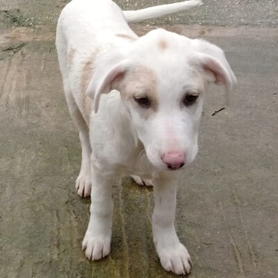 Avra - fröhlich & neugierig 🤩, Mischling Welpen - Hündin