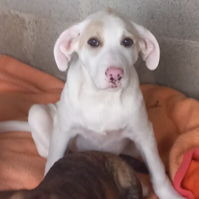 Avra - fröhlich & neugierig 🤩/ Vorgemerkt, Mischling Welpen - Hündin