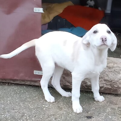 Avra - fröhlich & neugierig 🤩/ Vorgemerkt, Mischling Welpen - Hündin