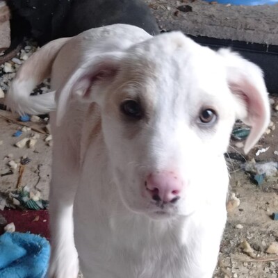 Avra - fröhlich & neugierig 🤩/ Vorgemerkt, Mischling Welpen - Hündin