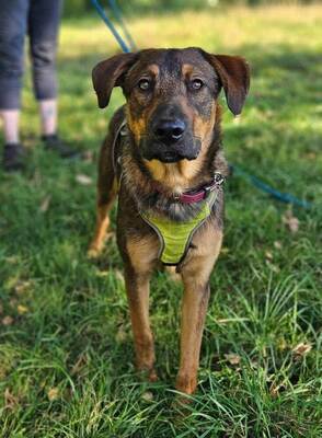 Axel 9 Monate alter Schäferhund Mix sucht sein Zuhause, Schäferhund - Rüde