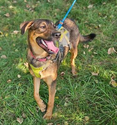 Axel 9 Monate alter Schäferhund Mix sucht sein Zuhause, Schäferhund - Rüde