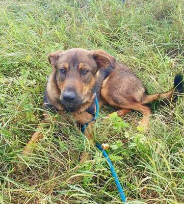 Axel 9 Monate alter Schäferhund Mix sucht sein Zuhause, Schäferhund - Rüde