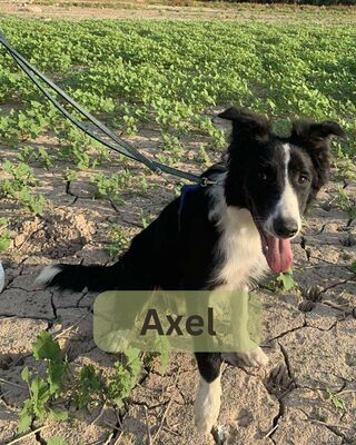 Axel