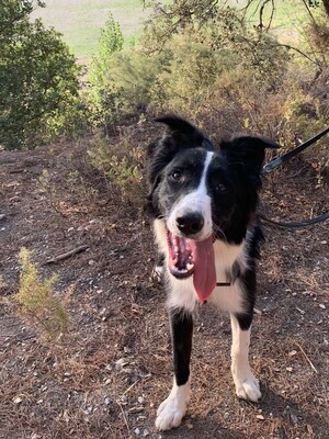 Axel, Border Collie-Mischling - Rüde