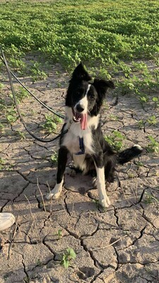 Axel, Border Collie-Mischling - Rüde