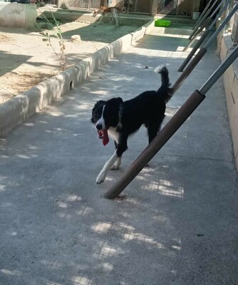 Axel, Border Collie-Mischling - Rüde